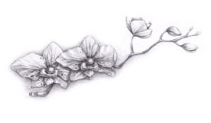 Как научиться рисовать цветы карандашом?